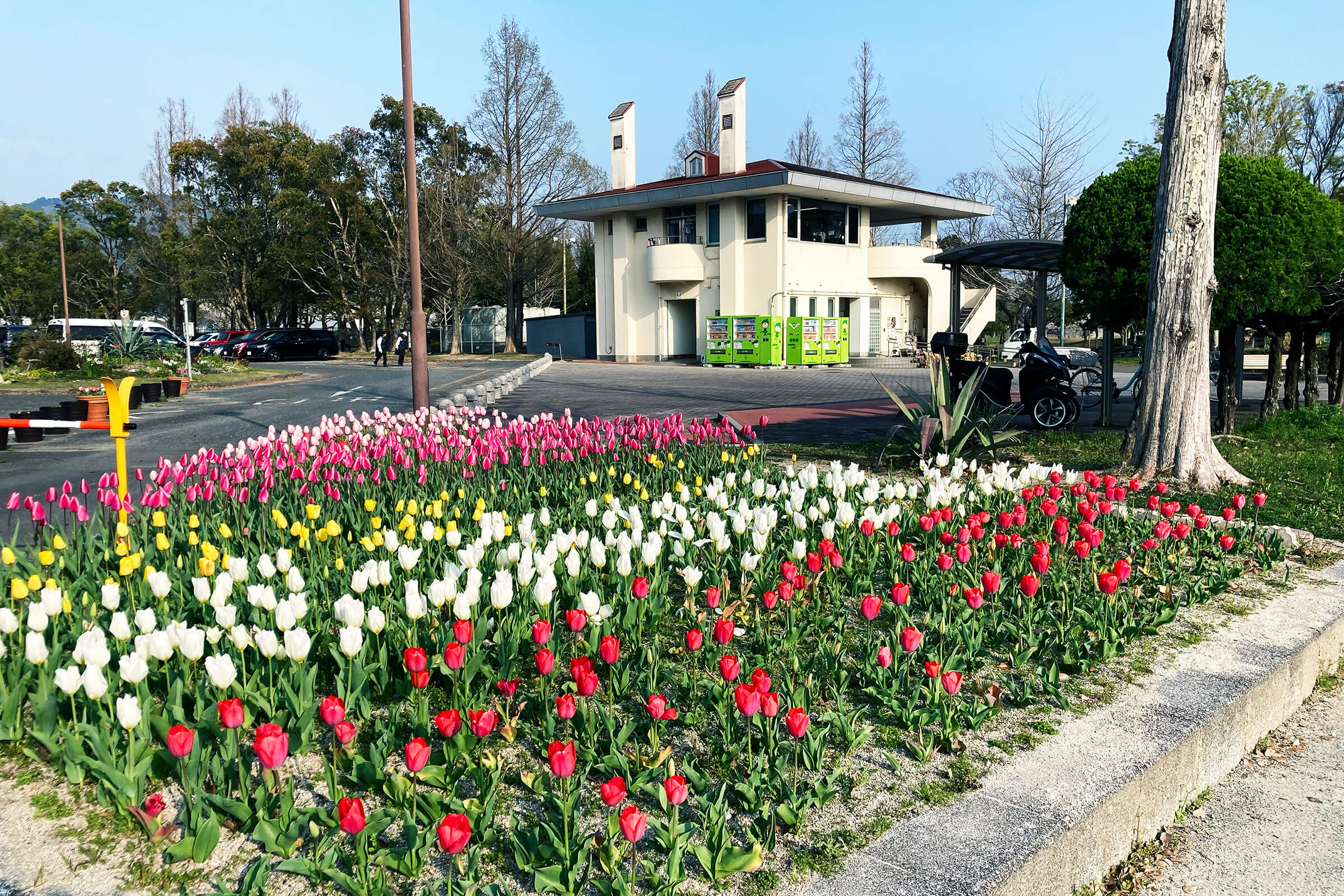西部運動公園の管理棟前チューリップ畑