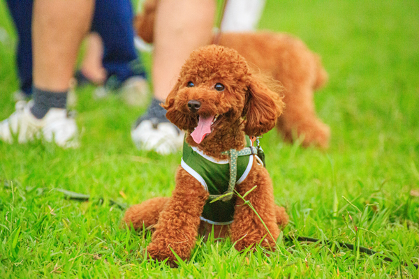 家族で公園でくつろいでいる画像