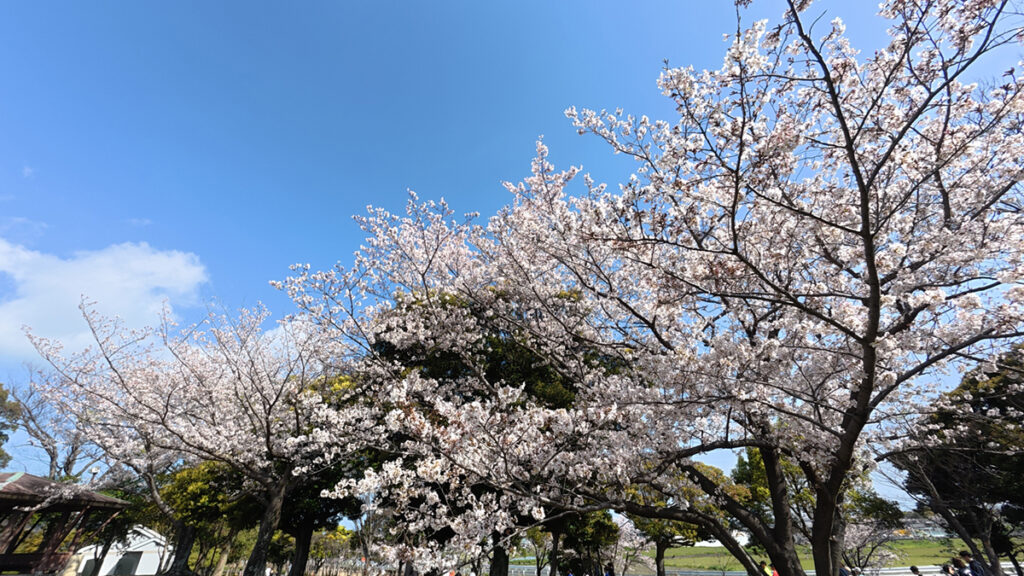 西部運動公園の桜並木（芝生広場）2026年4月5日撮影