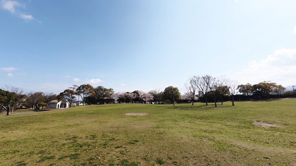 西部運動公園の桜並木（芝生広場）2026年4月5日撮影