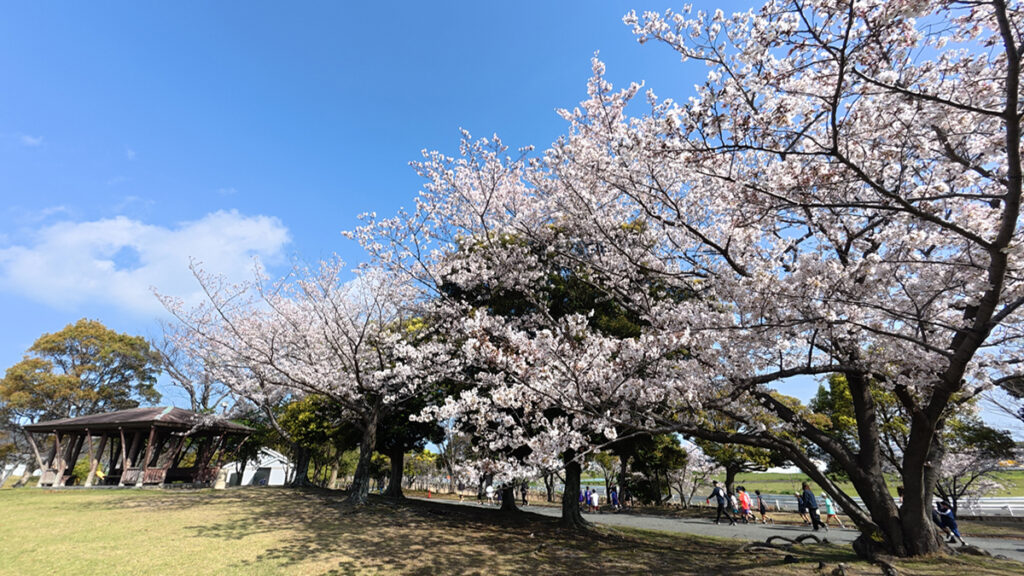 西部運動公園の桜並木（芝生広場と休憩所）2026年4月5日撮影