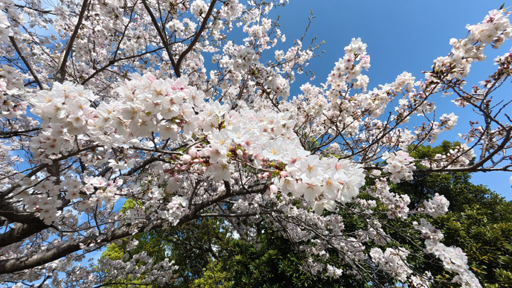 西部運動公園の桜並木（芝生広場の桜アップ）2026年4月5日撮影