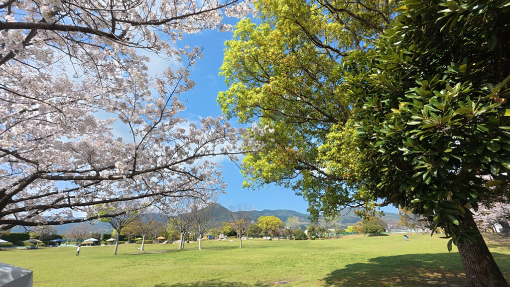 西部運動公園の桜並木（芝生広場）2026年4月5日撮影