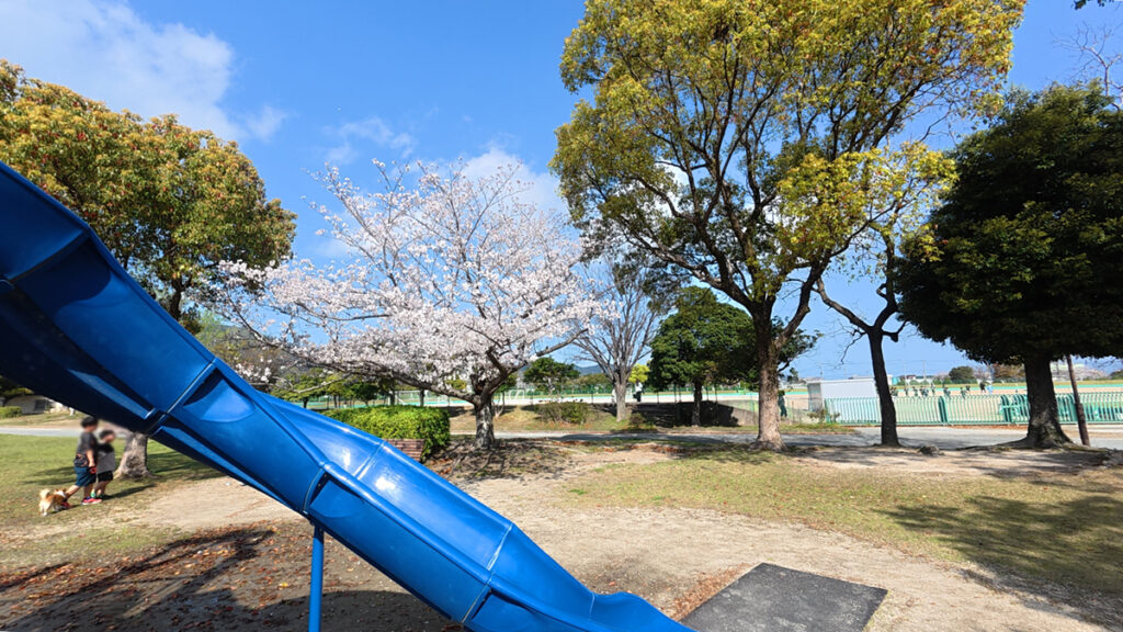 西部運動公園の桜並木（遊具広場）2026年4月5日撮影