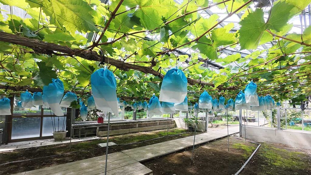 花畑園芸公園の温室で栽培される、実を保護する袋に包まれたぶどう