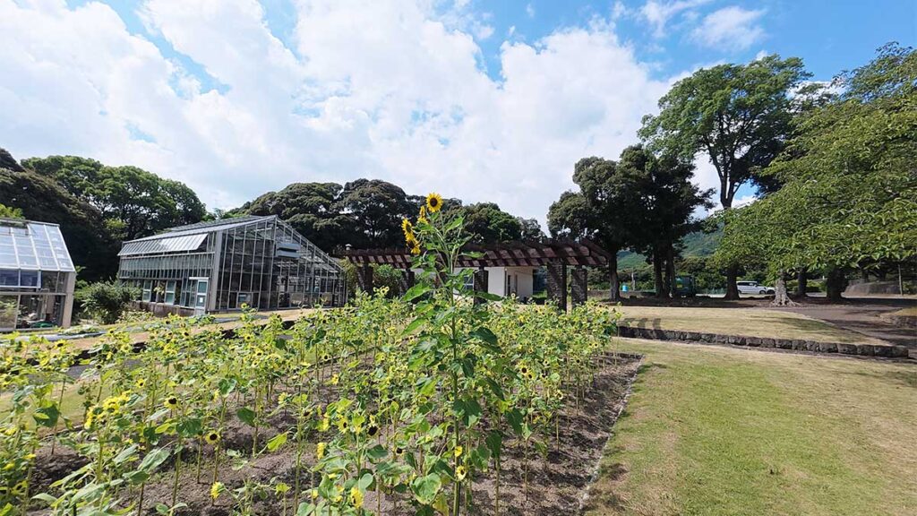 花畑園芸公園の温室前に広がるひまわり畑と、青空に向かって咲くひまわり