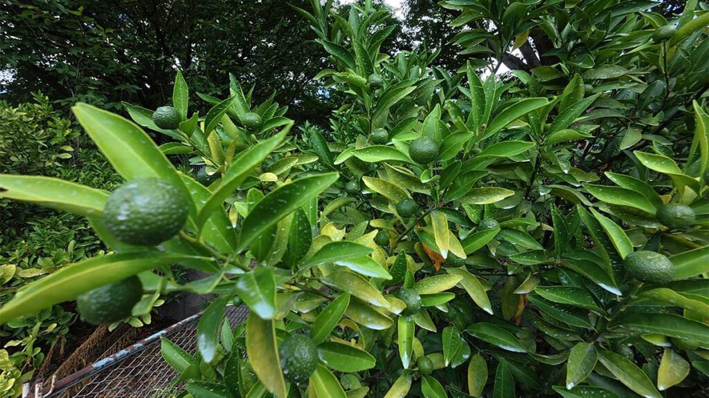 花畑園芸公園の果樹園で、みかんの木に数多く実る色づく前の青い果実
