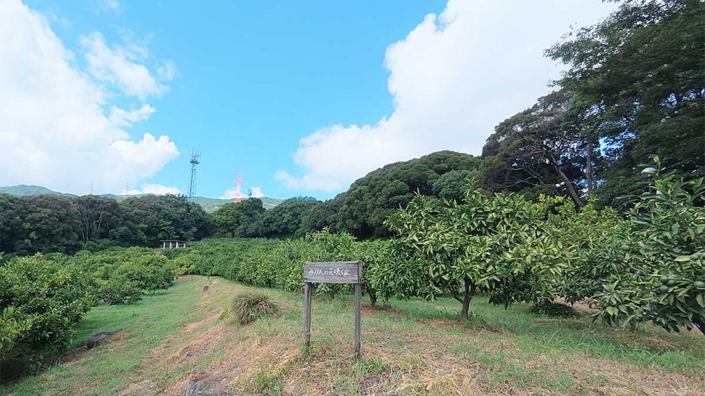 花畑園芸公園の「みかんの花咲く丘」に並ぶ、緑豊かなみかんの木