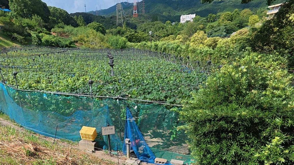花畑園芸公園の斜面に広がる、ネットで囲まれたぶどう畑と周囲の山々