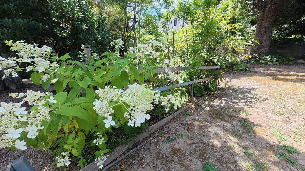 花畑園芸公園のガーデンに咲く白い花と、木製の柵に囲まれた植栽
