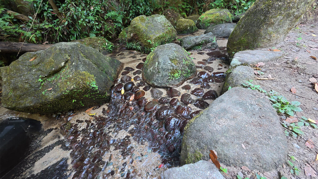 柏原公園の下流付近で、苔の付いた大きな岩の間を流れる浅い水路