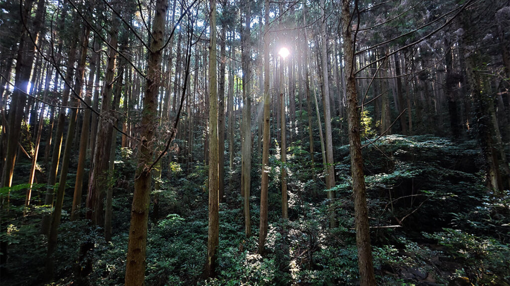 柏原公園の上流付近に広がる杉林。背の高い木々の間から木漏れ日が差し込む様子