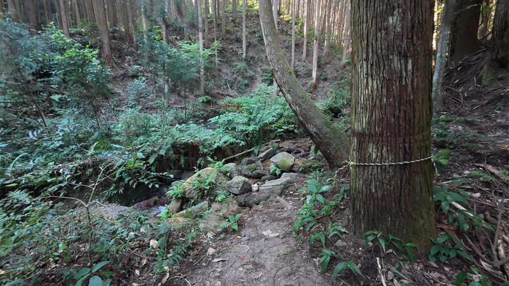 柏原公園の上流付近にある、杉林とシダに囲まれた岩の多い沢沿いの景観