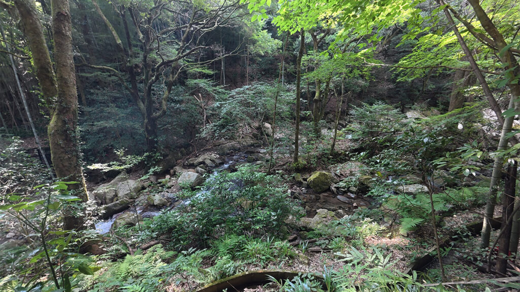 野河内渓谷の下流付近に広がる緑豊かな森と木々の間を流れる渓流